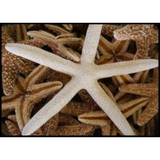 Sea Stars stamp