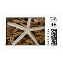 Sea Stars postage