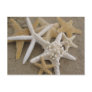 Sea Stars Post Card Sea Stars Post Card