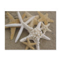 Sea Stars postcards
