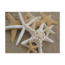 Sea Stars postcards by archemedes Sea Stars postcards