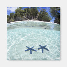 Sea stars, Rock Islands, Palau 2 Refrigerator Magnet