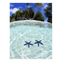 Sea stars, Rock Islands, Palau 2 Postcard