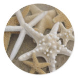 Sea Stars