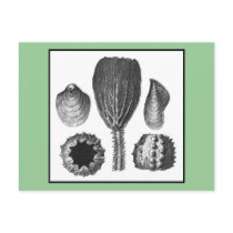 SEA THINGS postcards by ANTIQUITIES SEA THINGS postcards