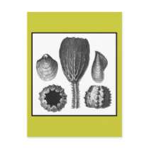 SEA THINGS postcards by ANTIQUITIES SEA THINGS postcards