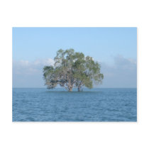Sea Tree Post Cards