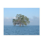 Sea Tree Post Cards