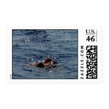 Sea turtle 6 stamp