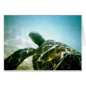 Sea Turtle at Hawaii Island cards by Rebecca_Reeder Sea Turtle at Hawaii Island cards