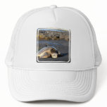 Sea Turtle Baseball Hat
