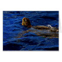 Sea Turtle cards