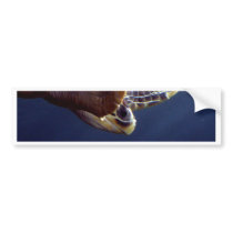 Sea Turtle Diving bumper stickers