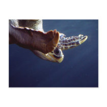 Sea Turtle Diving postcards