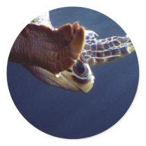 Sea Turtle Diving stickers by sharonsphotography Sea Turtle Diving stickers