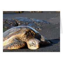 Sea Turtle Greeting Cards