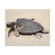 Sea Turtle on Beach Wrapped Canvas Canvas Print