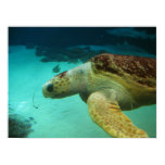 Sea Turtle Photo Print