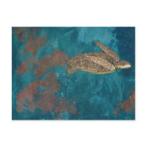 sea turtle postcard by trollop_com sea turtle postcard