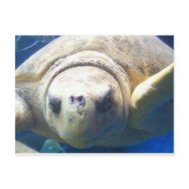 Sea Turtle postcards by lifeisahighway Sea Turtle postcards