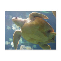 Sea Turtle postcards by lifeisahighway Sea Turtle postcards