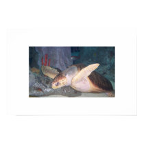 Sea Turtle posters
