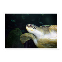 Sea Turtle posters