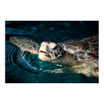 Sea Turtle posters by panterasuno2 Sea Turtle posters