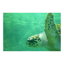 Sea Turtle posters by joy0306 Sea Turtle posters