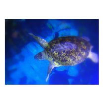 sea turtle posters