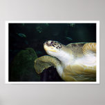 Sea Turtle posters