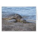 Sea Turtle Resting in Hawaii cards by nkoch04 Sea Turtle Resting in Hawaii cards