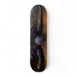 Sea Turtle Skateboard