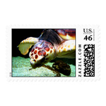 Sea Turtle Stamp