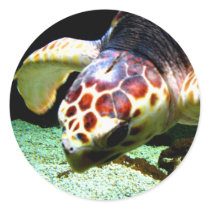 Sea Turtle Sticker by thehatch Sea Turtle Sticker