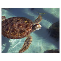 Sea turtle surfaces personalized flyer