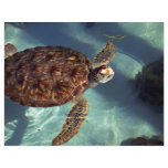 Sea turtle surfaces personalized flyer