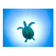 Sea turtle swimming underwater post cards