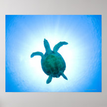 Sea turtle swimming underwater poster