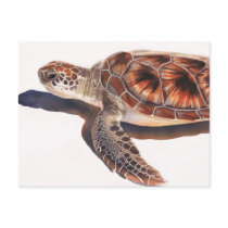 Sea Turtle Wildlife Watercolor Art postcards by PaulJacksonart Sea Turtle Wildlife Watercolor Art postcards
