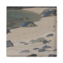 Sea turtles on Kauai magnet