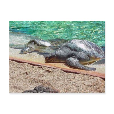 sea turtles postcard by kathiscc