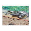 sea turtles postcards by kathiscc sea turtles postcards