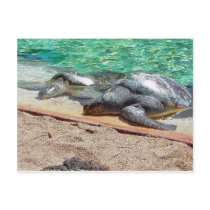 sea turtles postcards by kathiscc sea turtles postcards