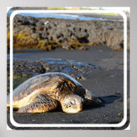 Sea Turtles Poster Print