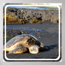 Sea Turtles Poster Print
