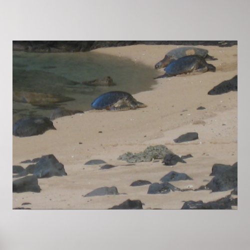 Sea turtles print print