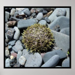 Sea Urchin 1 Poster posters