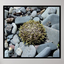 Sea Urchin 1 Poster