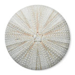 Sea Urchin Fridge Magnet - Round